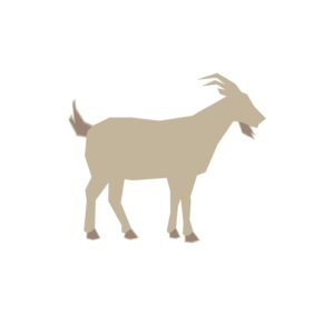 Goat Protein