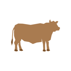 Beef Protein